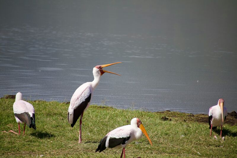 Mzima Springs crystal clear waters, Tsavo West