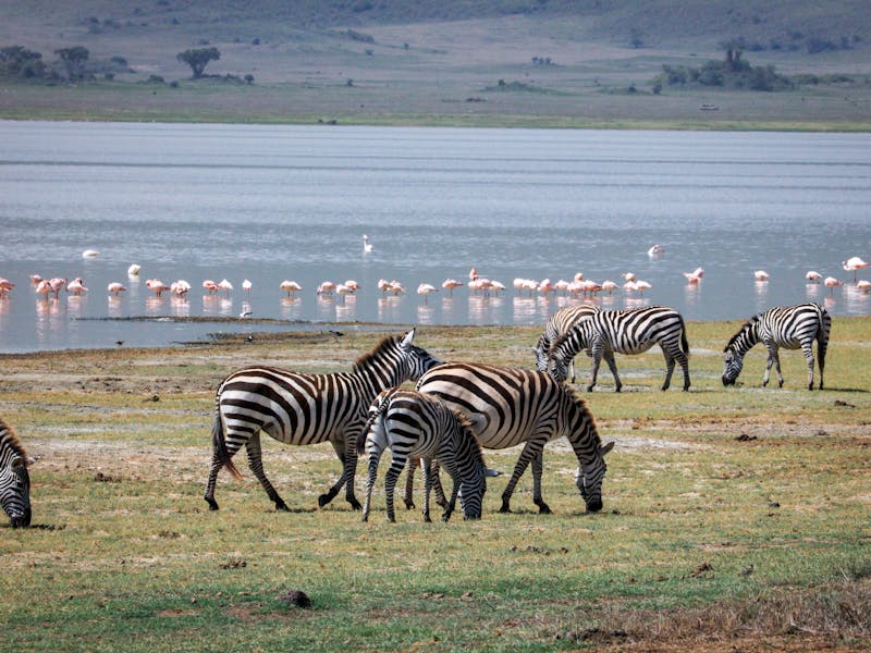 Zebras grazing on the crater floor with flamingos on a lake behind