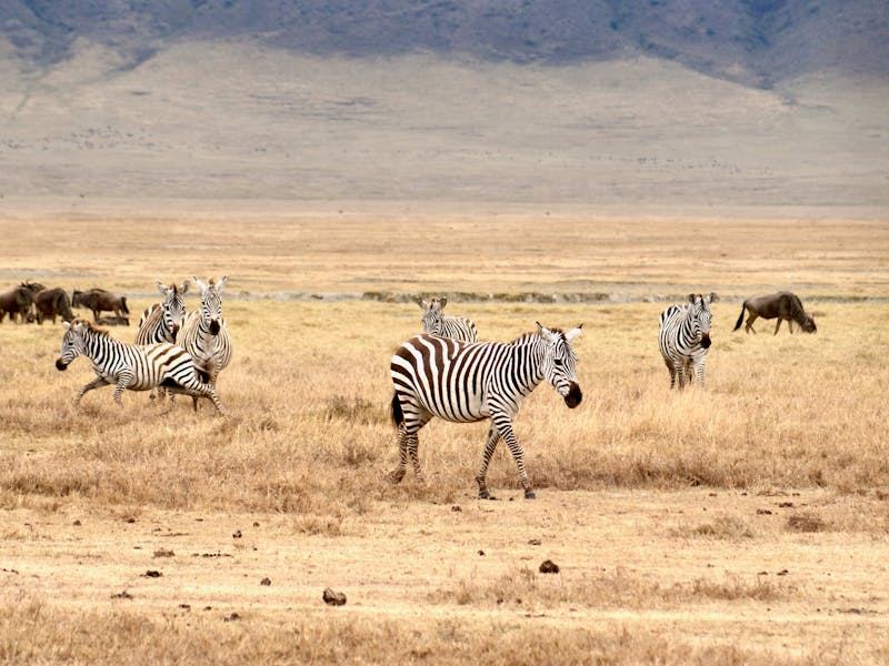 Zebras and wildebeest grazing on the dry floor of Ngorongoro Crater below the crater wall