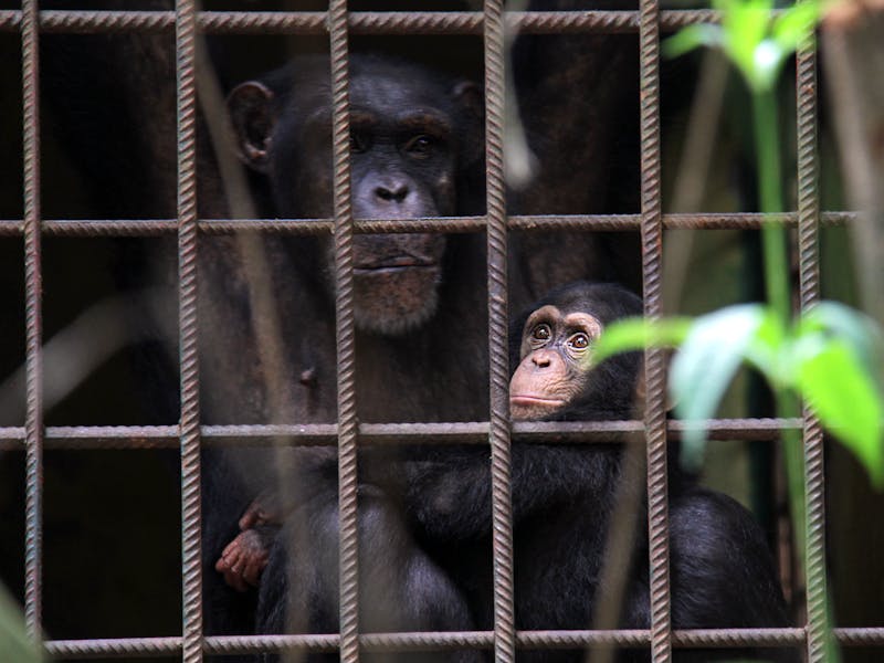 Chimpanzee at Ol Pejeta sanctuary
