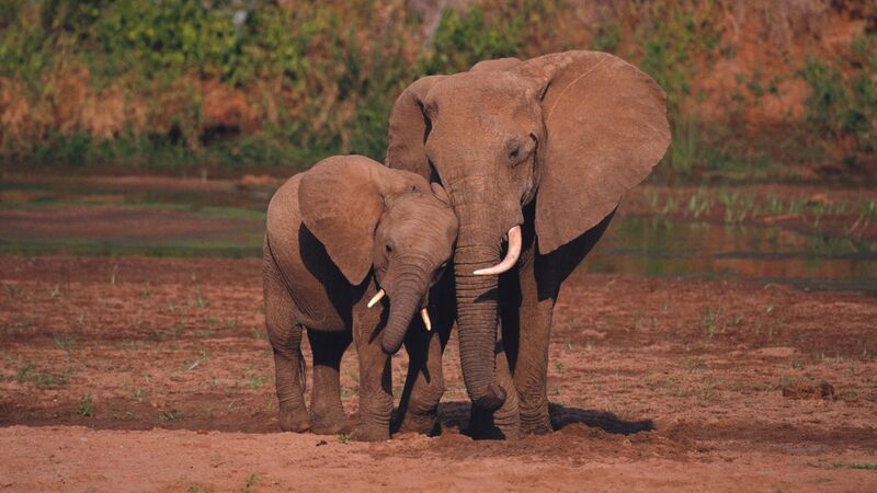 Red-dust elephants of Tsavo East