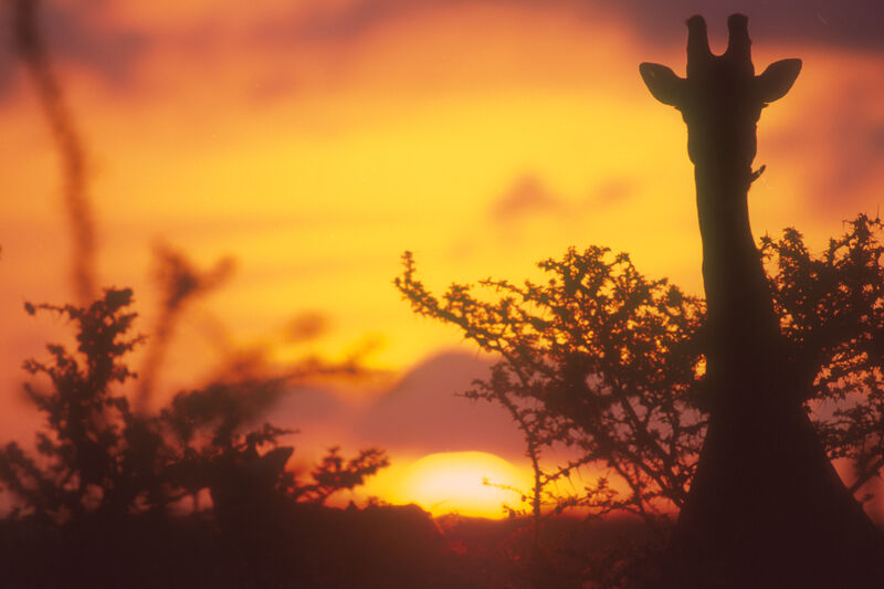 Reticulated giraffe unique to Samburu