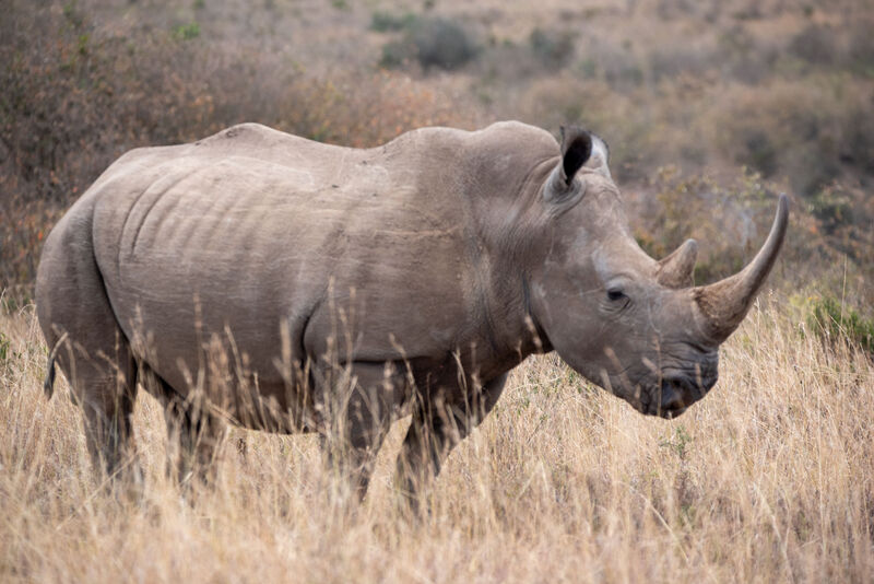 White rhino in grassland, Ol Pejeta