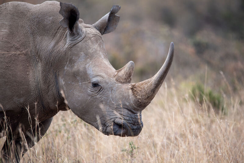 Rhino mother and calf