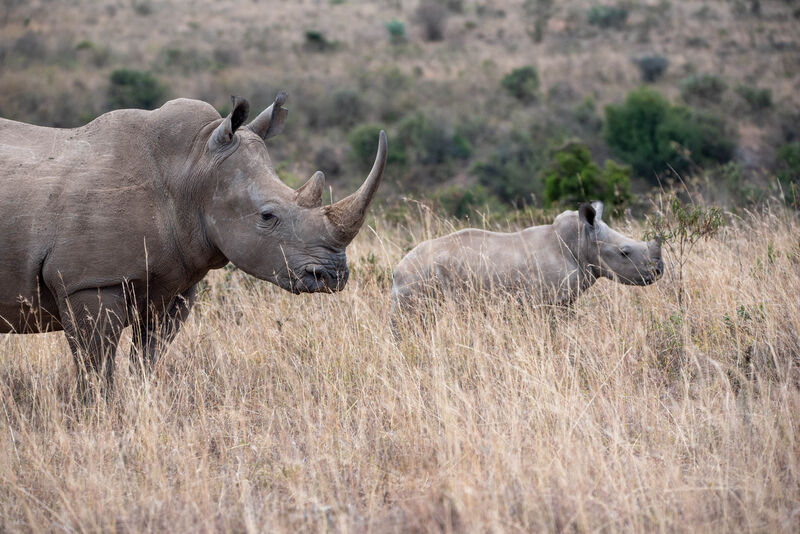 Mother and calf white rhino, Ol Pejeta Conservancy