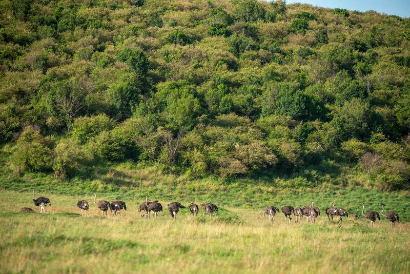 Wildebeest herd on hillside