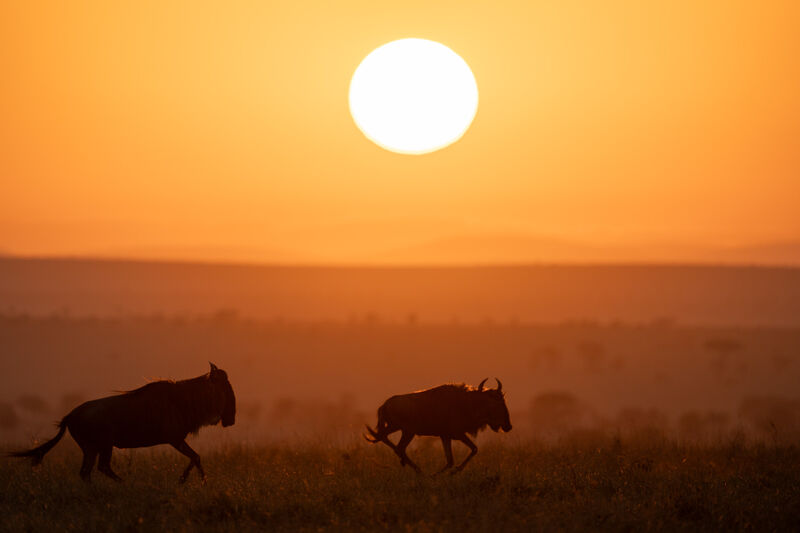 Wildebeest silhouettes at sunset