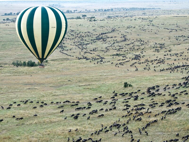 Zebras grazing in Ngorongoro