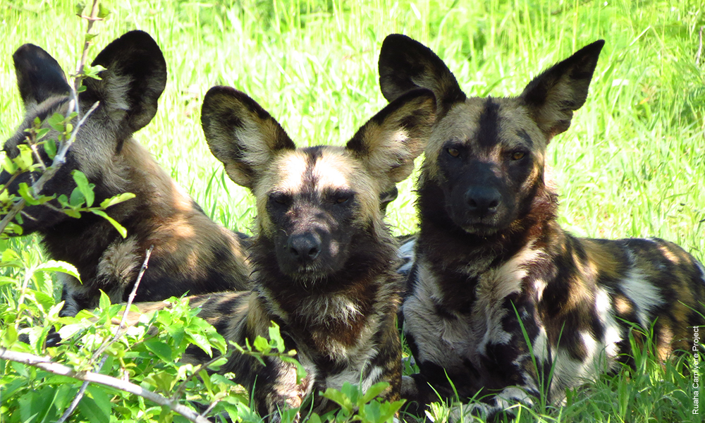 Ruaha National Park, African Wild Dogs
