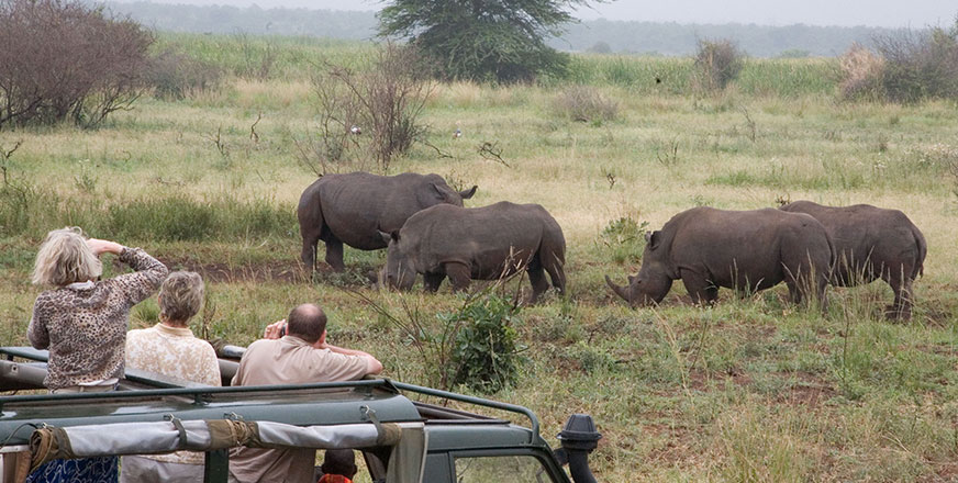 safari, game-spotting, rhino