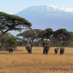 safari world africa