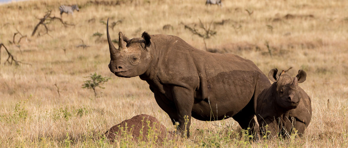 Solio Game Reserve, Rhino Sanctuary in Kenya - Safari World Africa