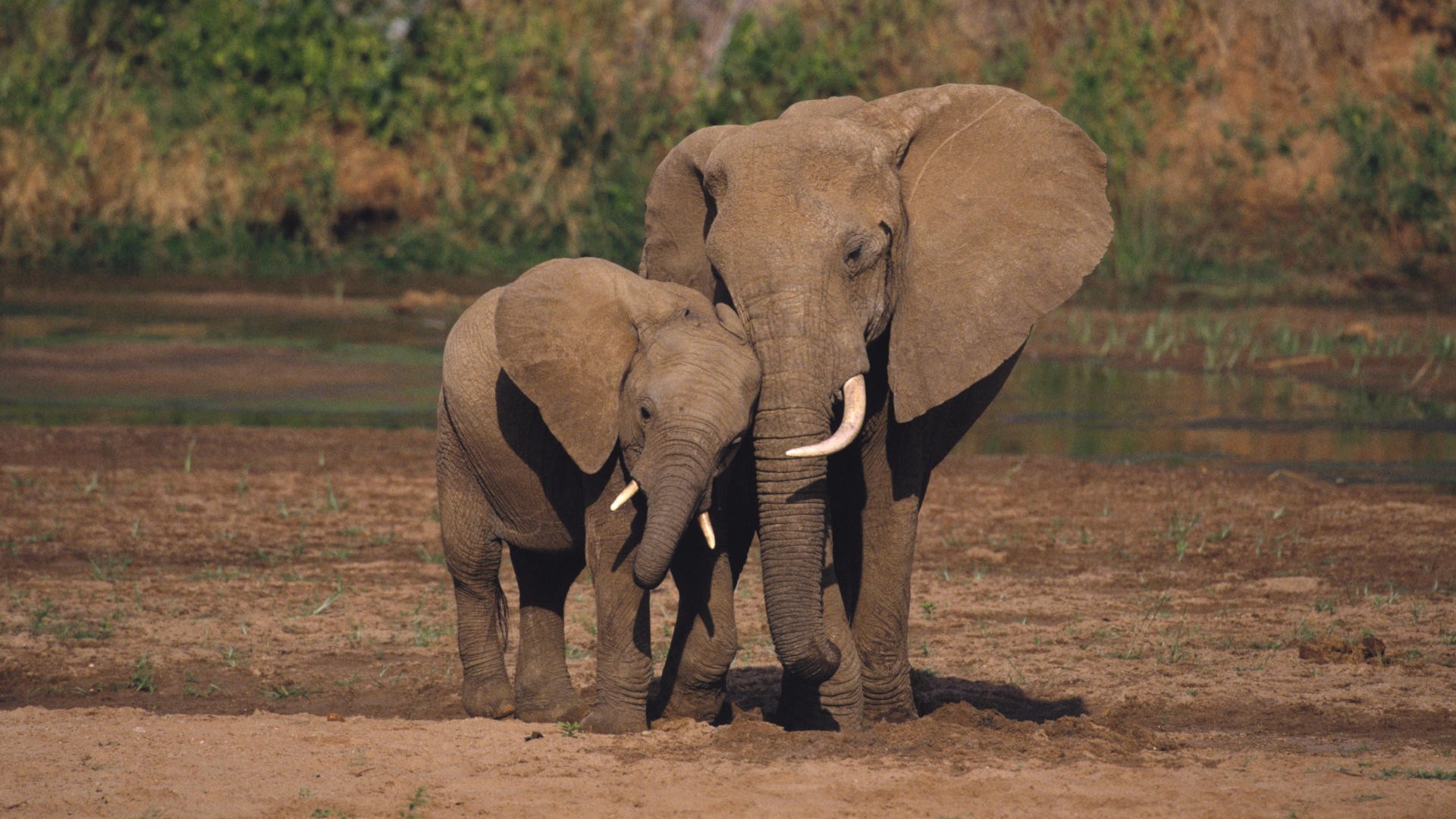 Elephants Amboseli