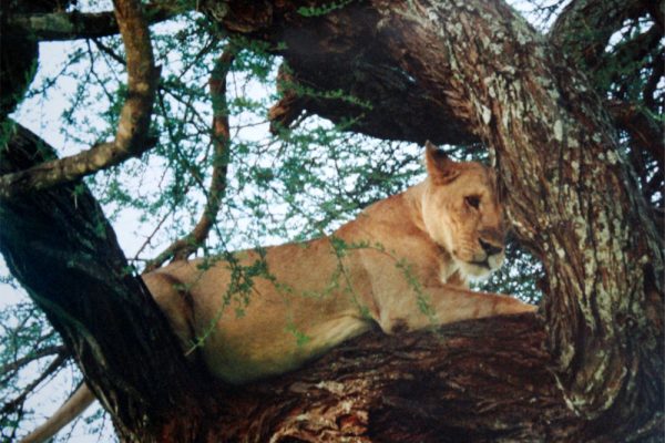 Tree-climbing_lion