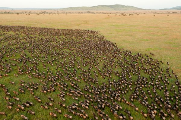 Serengeti National Park Wildebeest Migration