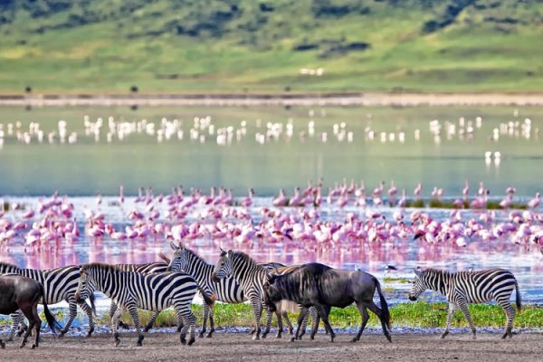 Wildlife-in-Ngorongoro-Crater