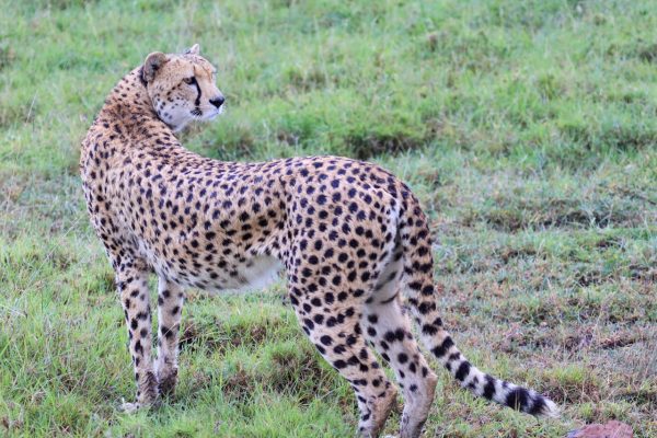 cheetah-lookout-kenya-tour-safari