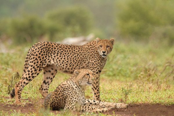cheetahs-safari-world-big-cats