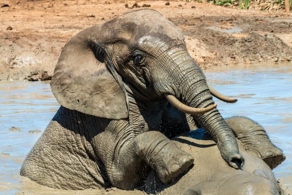 elephants-kenya-safari-world-africa