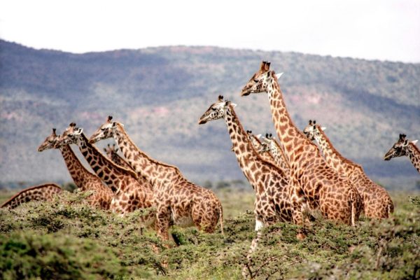 Giraffe Masai Mara Safari