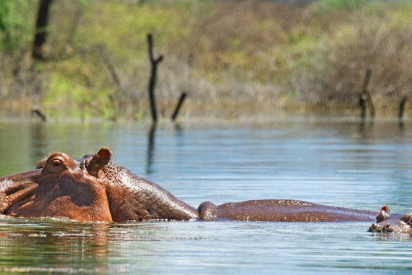 lake-baringo-hippo-safaris