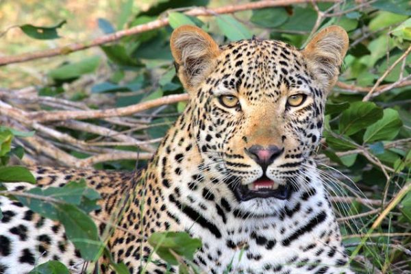 leopard-big-cat-kenya-safari-tour