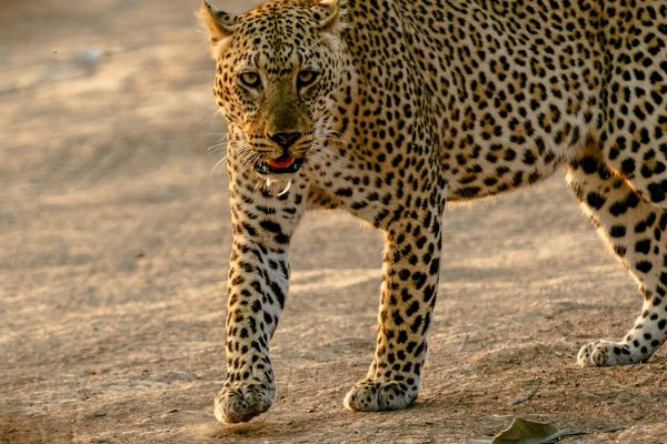 leopard-safari-big-cats-tour