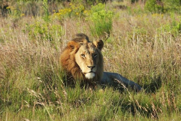 lion-kenya-big-cat-safari