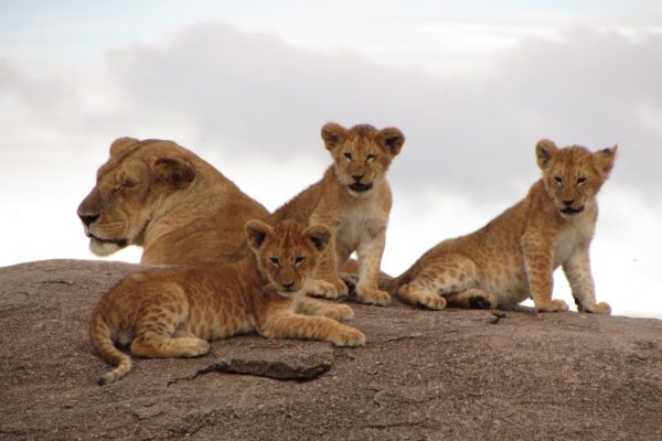 lion-pride-kenya-tour-safari-world