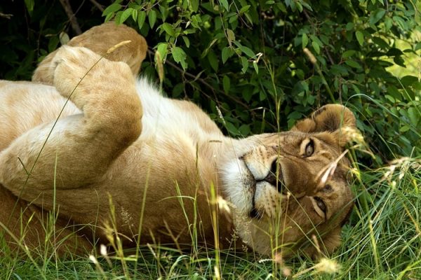lion-resting-kenya-safari-world