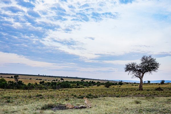 masai-mara-landscape-cheetah-tour