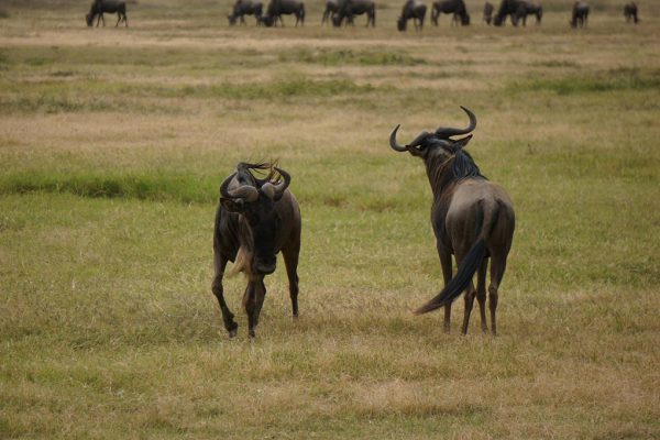 ngorongoro-crater-wildebeest