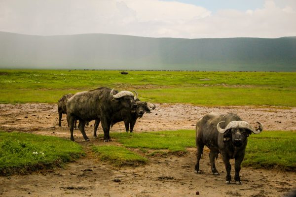 ngorongoro-tanzania-safari-buffalo
