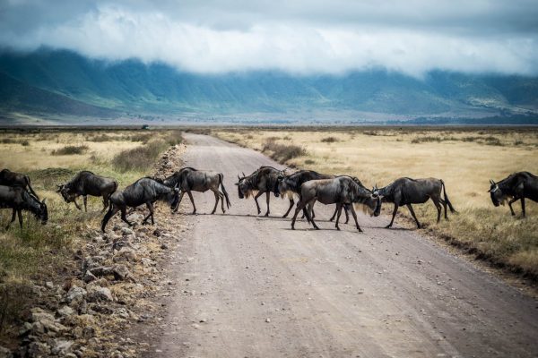 ngorongoro-tanzania-safari-wildebeest