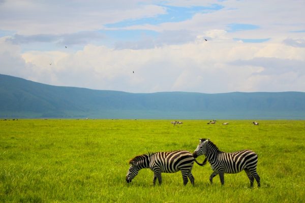 ngorongoro-tanzania-safari-zebra