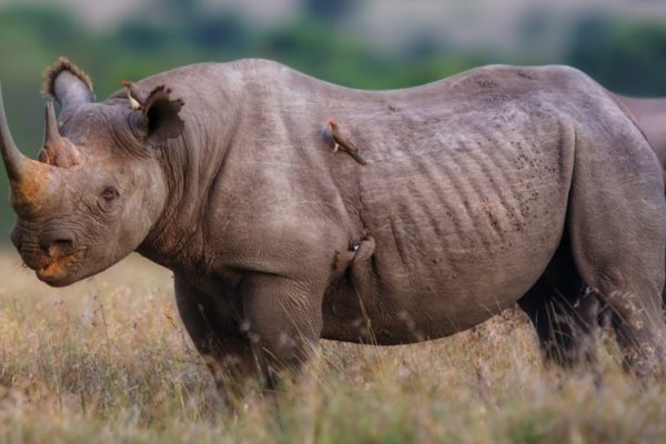 rhino-kenya-safari-world-africa-tour
